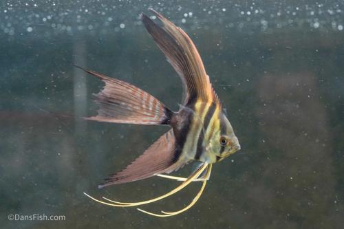 Half Black Veiltail Angelfish
