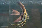 Half Black Veiltail Angelfish