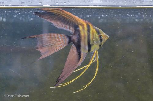 Half Black Veiltail Angelfish