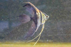 Half Black Veiltail Angelfish