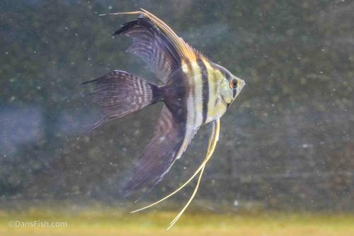 Half Black Veiltail Angelfish