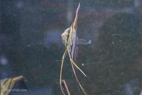Half Black Veiltail Angelfish