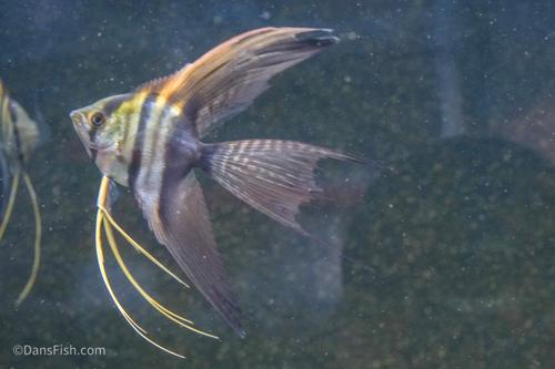 Half Black Veiltail Angelfish