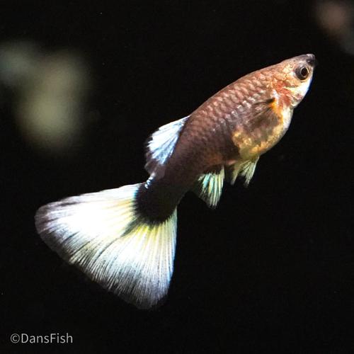 Half Black White Guppy