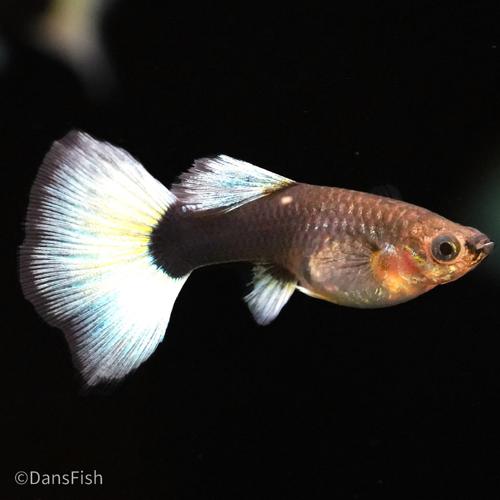 Half Black White Guppy