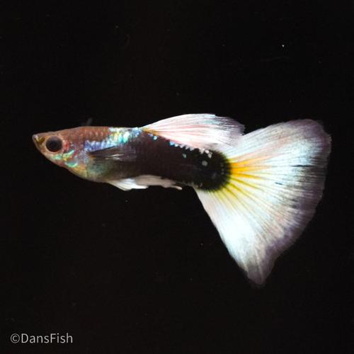 Half Black White Guppy