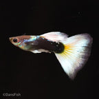 Half Black White Guppy