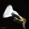 Half Black White Guppy