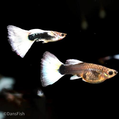 Half Black White Guppy