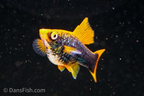 Hamburg High Fin Swordtail