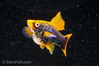 Hamburg High Fin Swordtail