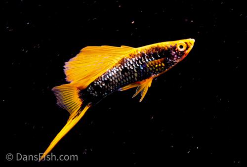 Hamburg High Fin Swordtail