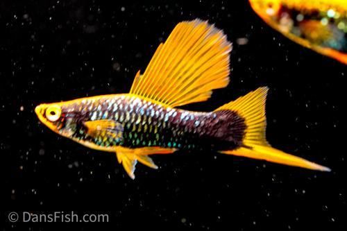 Hamburg High Fin Swordtail