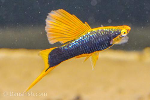 Hamburg High Fin Swordtail
