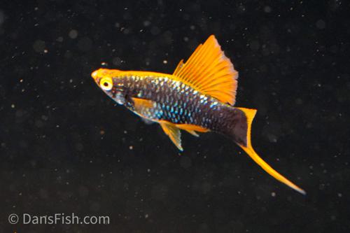 Hamburg High Fin Swordtail