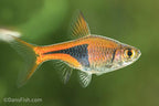 Harlequin Rasbora