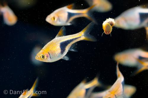 Harlequin Rasbora