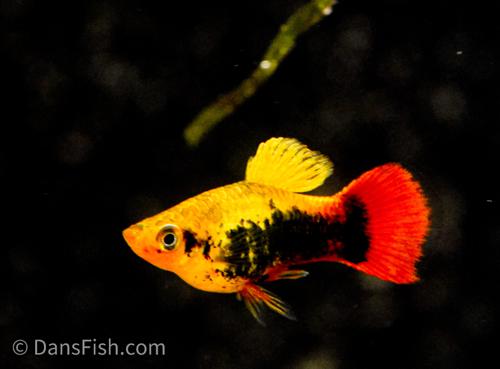 Hawaiian Variatus Platy