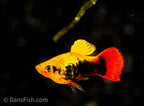 Hawaiian Variatus Platy