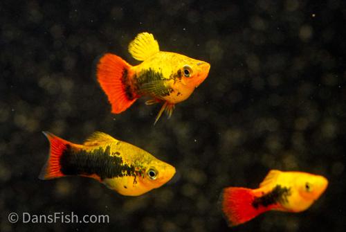 Hawaiian Variatus Platy