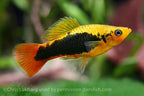 Hawaiian Variatus Platy
