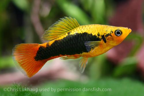 Hawaiian Variatus Platy