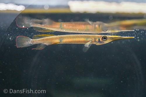 Hemirhamphodon pogonognathus