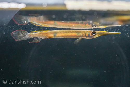 Hemirhamphodon pogonognathus