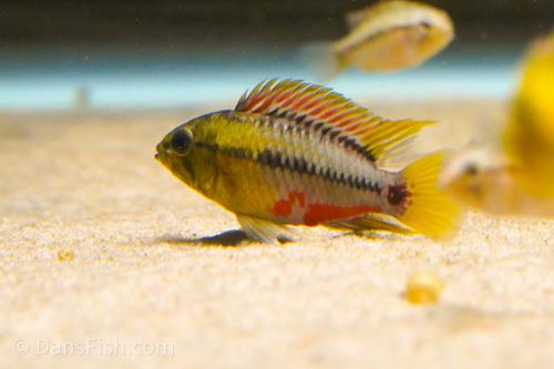 Hongslo's Dwarf Cichlid 'Red Gold'