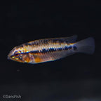 Hongslo's Dwarf Cichlid 'Red Gold'