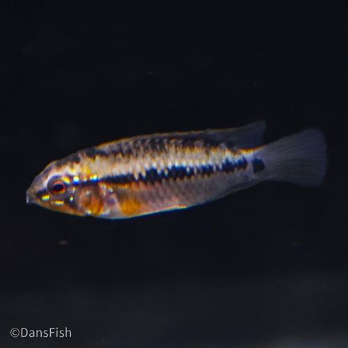 Hongslo's Dwarf Cichlid 'Red Gold'