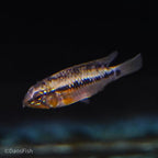 Hongslo's Dwarf Cichlid 'Red Gold'