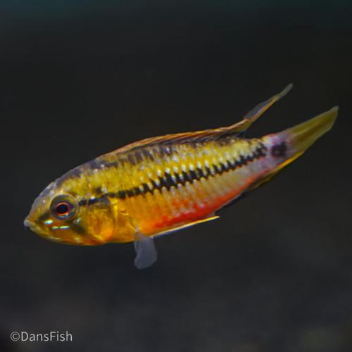Hongslo's Dwarf Cichlid 'Red Gold'