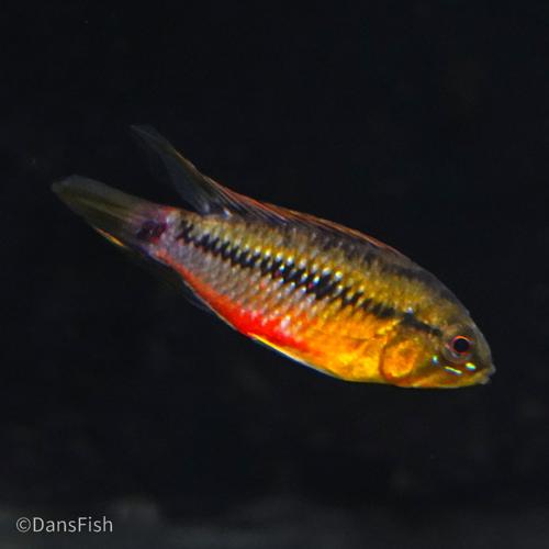 Hongslo's Dwarf Cichlid 'Red Gold'