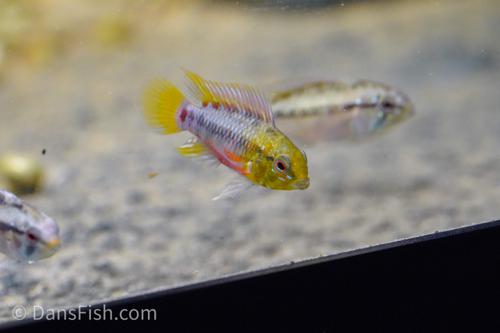 Hongslo's Dwarf Cichlid 'Red'