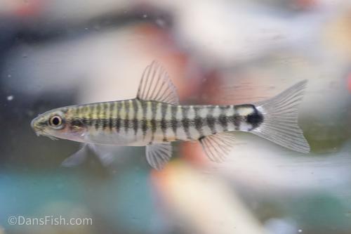 Hovering Zebra Loach