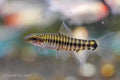 Hovering Zebra Loach