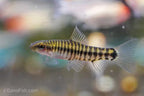 Hovering Zebra Loach