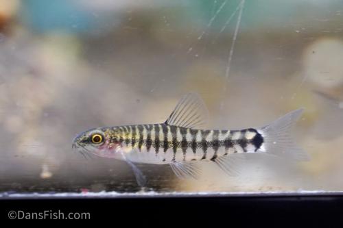 Hovering Zebra Loach