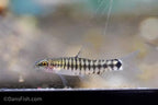 Hovering Zebra Loach