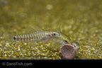 Hovering Zebra Loach