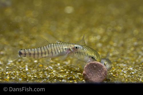 Hovering Zebra Loach