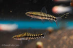 Hovering Zebra Loach