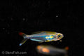 Hummingbird Tetra
