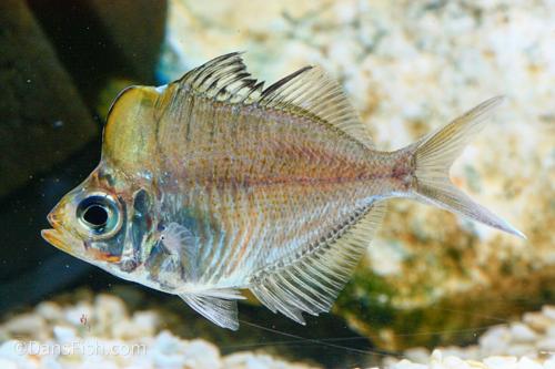 Hump Head Glass Fish