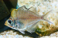 Hump Head Glass Fish