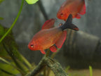 Peppermill Tetra