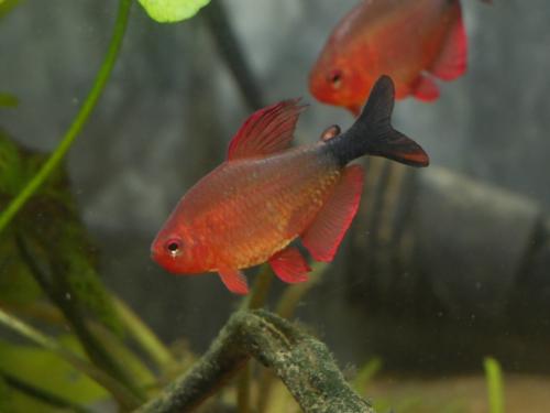 Peppermill Tetra