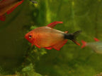 Peppermill Tetra