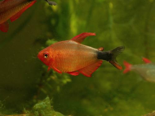 Peppermill Tetra